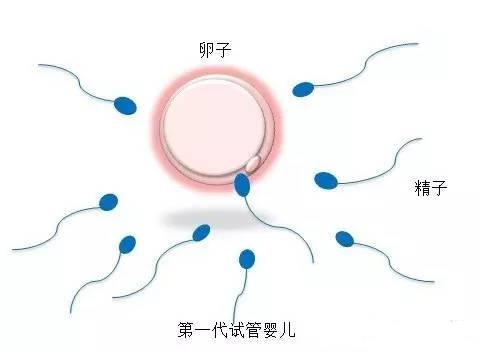 首席专家